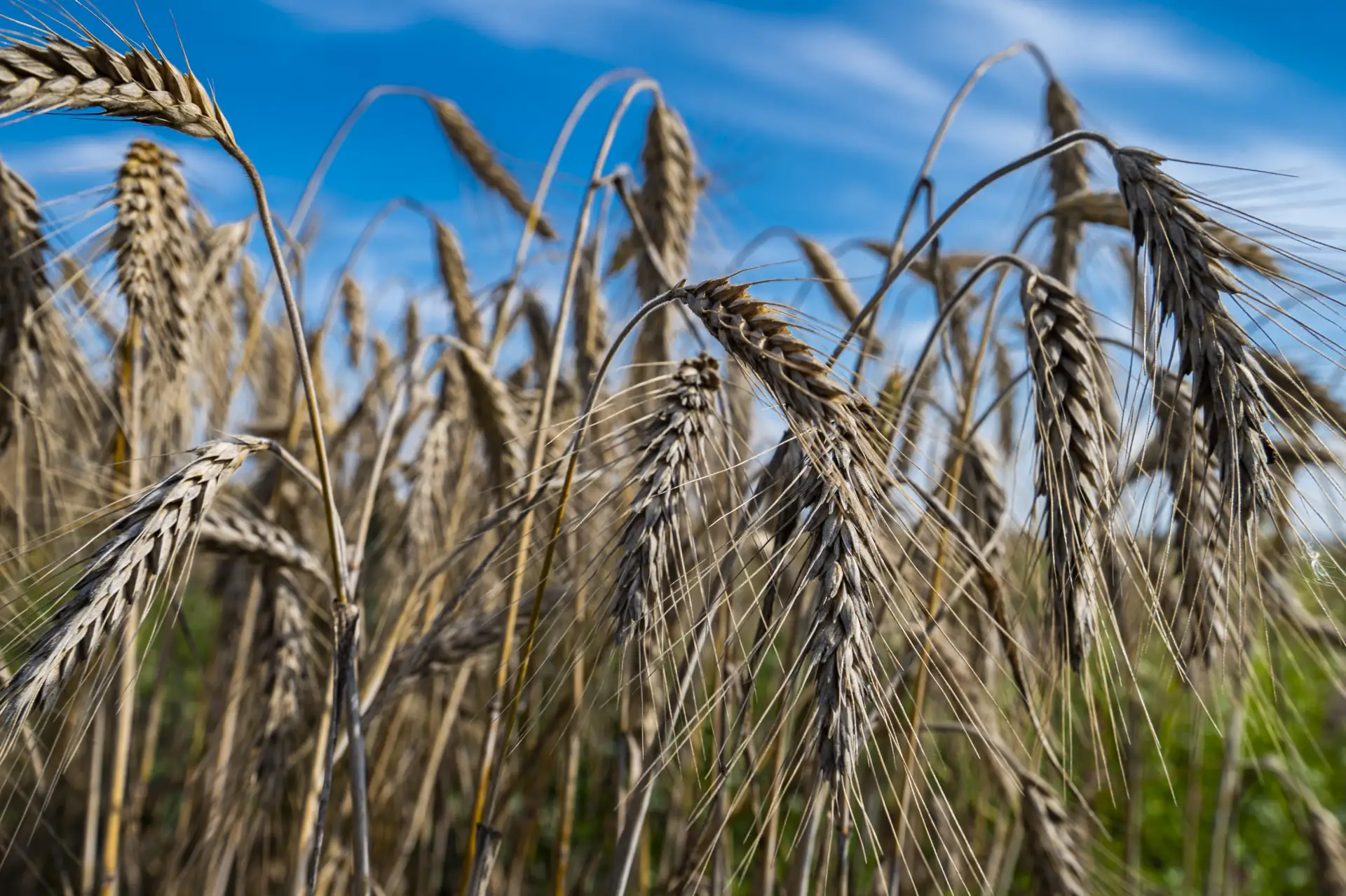 Радужный